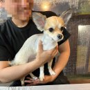 아베크 락 이미지