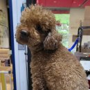 이누펫살롱 이미지