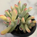 원종농장 이미지