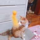 슈슈홀릭 이미지