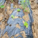 (23년 도시농부타임) 열매 채소 추가(05.06), 주말농장 후기, 도시농부 후기, 23년 상반기 농사준비 끝?!