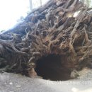 그로브(grove)캠핑 이미지
