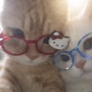 내맘에 든 안경 | [BLUEELEPHANT] 블루엘리펀트 아바(레오파드) - 미우미우 리가드 가성비 안경, 오프라인 구매 후기