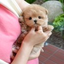 강아지고양이 미유펫 청주점 이미지