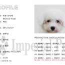 임피리얼펫 이미지