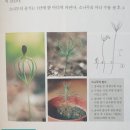 무주 향로산-＞앞섬-＞ 방우리 찾아서(1/2) 이미지