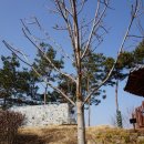 음성읍 명품가로숲길 이미지