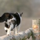 강북 24시 N 동물의료센터 이미지