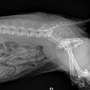 엑슬루 동물병원 이미지