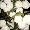 저수령 목장 이미지