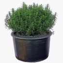 로즈마리숲 이미지