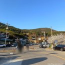 승월 | 여수 돌산 벚꽃 포토존 가득한 승월마을 + 25년 4월 6일 개화 근황