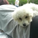 도그앤 제이 이미지