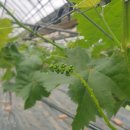 화수농장 이미지