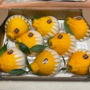 현지유통 | 제주 고당도 한라봉 3kg 제주신명품유통 택배로 먹어본 후기