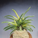 명월이네 이미지