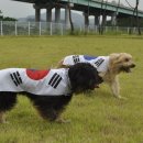 경산의 삽살개육종연구소 이미지