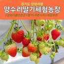 외딴농장 | 양평 딸기체험 추천 양수리 딸기체험농장 무한시식 후기