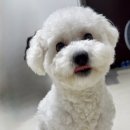 댕콤달콤 이미지