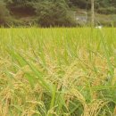 남궁농장 이미지