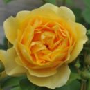 우리들원예사 이미지