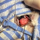 장현동물병원 이미지