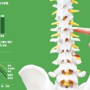 50대 이상 절반이 '골다공증 전단계'… 뼈를 저축하라 이미지