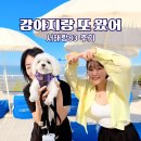 83 | 서울근교 애견동반 펜션 서해랑83 오션뷰 카라반 후기