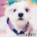 써니퍼피 이미지