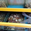 신바람낙지
