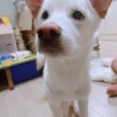 데일리독인천강아지분양