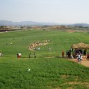 고창 청보리밭 축제 이미지