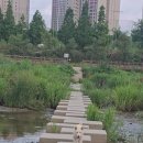 징검다리 이미지