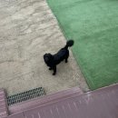 덕은펜션 | [덕은펜션] 파주 애견동반 숙소 내돈내산 후기