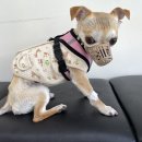 제주대학교 수의과대학 부설동물병원 이미지