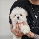 냥만스럽개 이미지