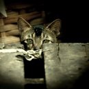 고양이이야기 이미지