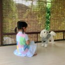 [파주] 힐링그라운드 예스키즈존 아이와 함께 가기 좋은 애견 동반 카페