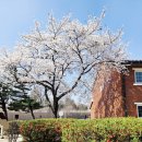 장미어린이공원 | 용산가족공원 벚꽃 데이트, 주차, 미군기지 장교숙소5단지 포토스팟, 방문후기