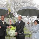 제주 봉개동 왕벚나무 자생지 이미지