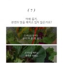 세일야채