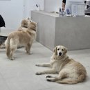 뭉스 | 뭉스벨리_리트리버카페 후기