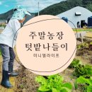 심산농장 | 오늘도 즐거운 주말농장 텃밭 나들이 후기