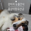신진덴탈 | 기호성 좋은 강아지눈물간식 , 레디펫고 홍삼이랑유산균
