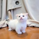 요미캣 고양이분양 일산점 이미지