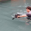 도그바이러스 이미지