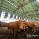 군서축산 이미지