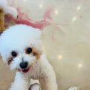 쏭쏭애견유치원 이미지