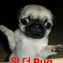 예