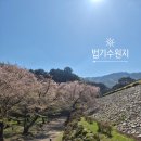 동면 생태친구들 | [양산 동면] 양산 벚꽃 명소 가볼만한곳, 법기수원지 4월 8일 봄 산책